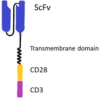 JAK/STAT-Dependent Chimeric Antigen Receptor (CAR) Expression: A Design Benefiting From a Dual AND/OR Gate Aiming to Increase Specificity, Reduce Tumor Escape and Affect Tumor Microenvironment